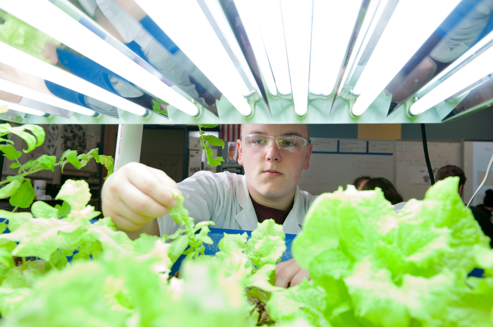 Male BioScience Students looks at lettuce growing indoors